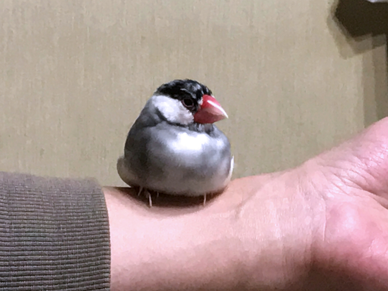 f:id:garadanikki:20171104125518j:plain