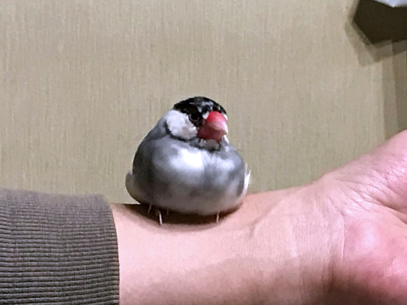 f:id:garadanikki:20171104125519j:plain