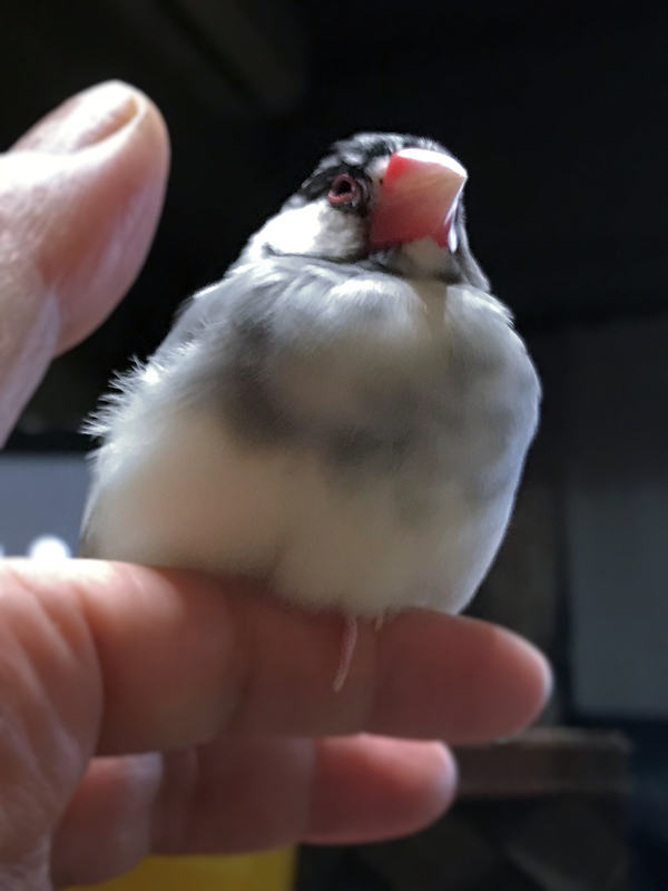 f:id:garadanikki:20171115190000j:plain f:id:garadanikki:20171115190000j:plain