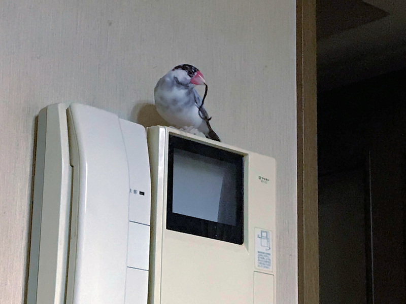 f:id:garadanikki:20171124225936j:plain f:id:garadanikki:20171124225936j:plain