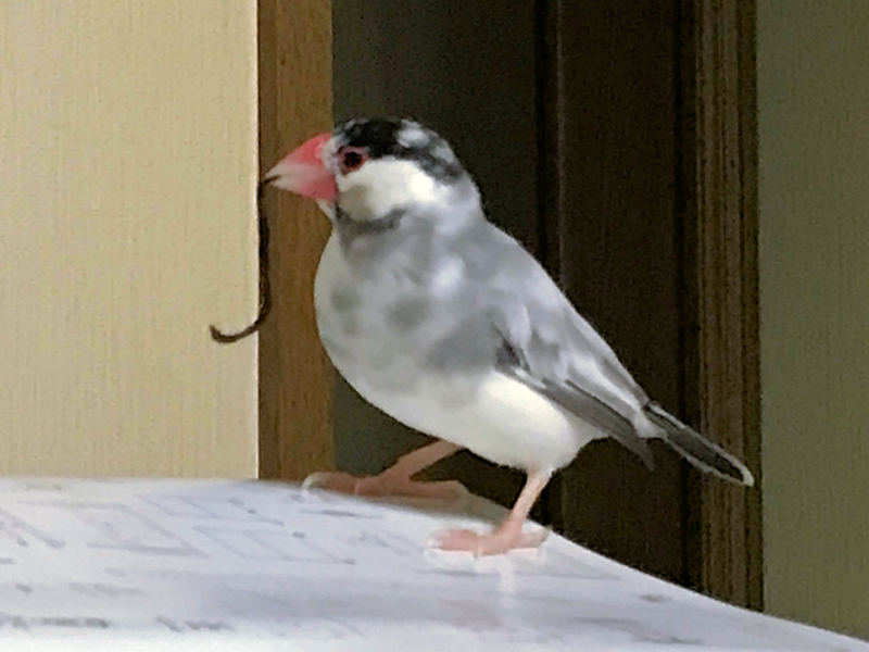 f:id:garadanikki:20171124230010j:plain f:id:garadanikki:20171124230010j:plain