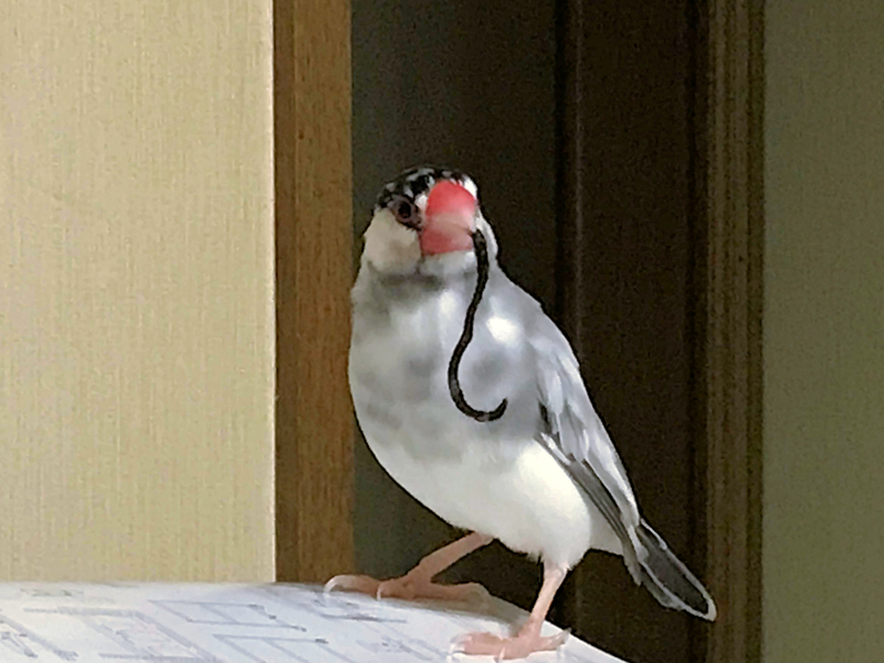 f:id:garadanikki:20171124230012j:plain f:id:garadanikki:20171124230012j:plain