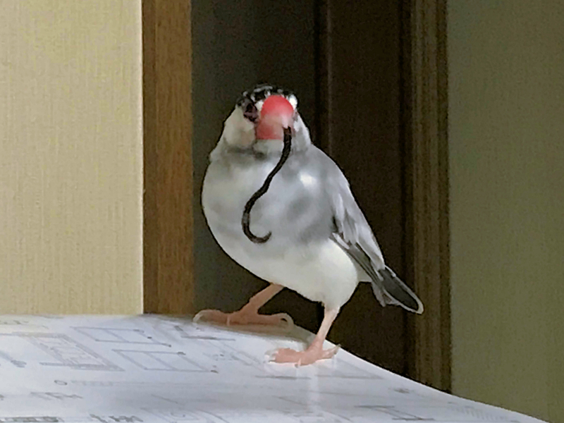 f:id:garadanikki:20171124230017j:plain f:id:garadanikki:20171124230017j:plain