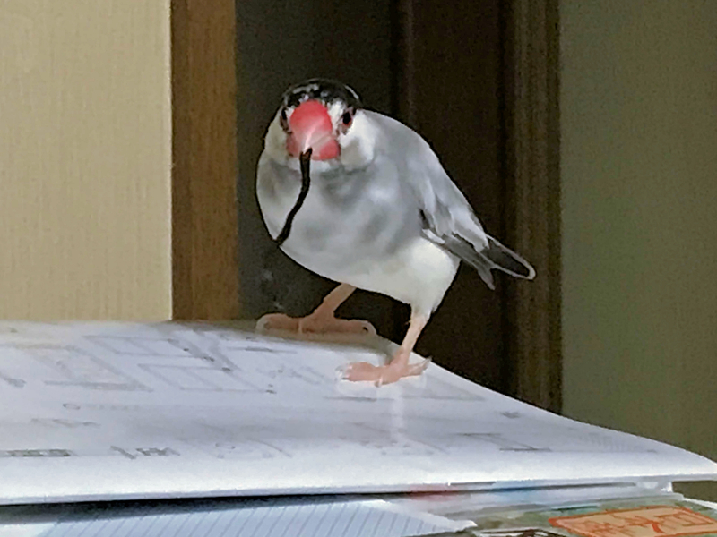 f:id:garadanikki:20171124230020j:plain f:id:garadanikki:20171124230020j:plain