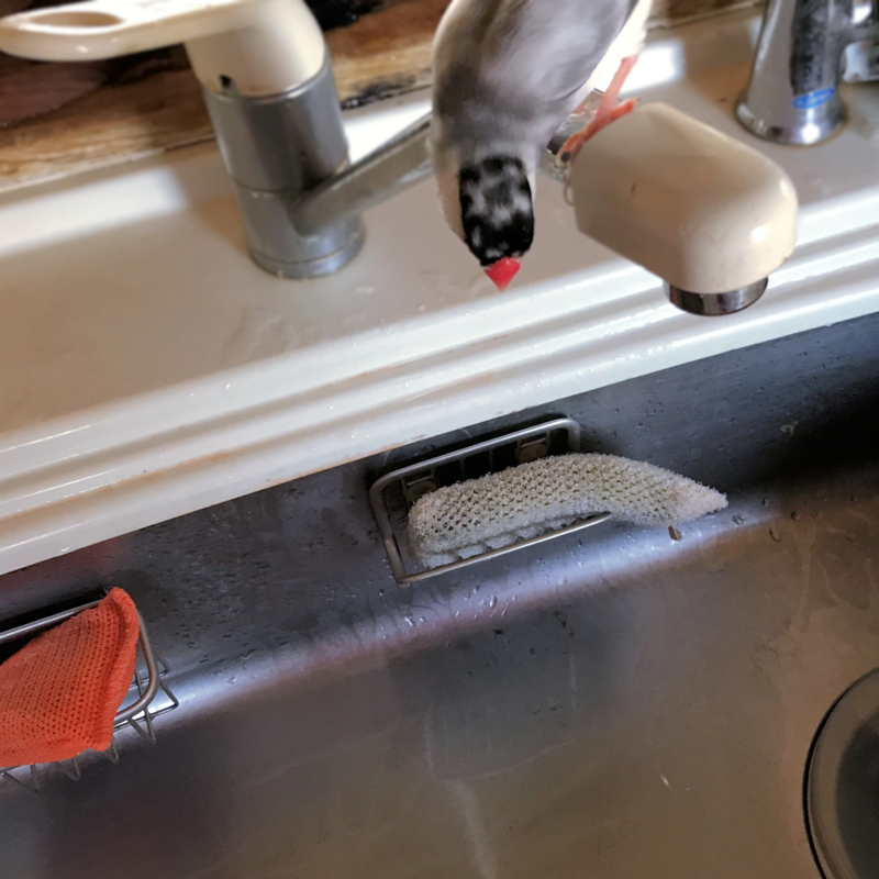 クリックすると大きくなります f:id:garadanikki:20180213115046j:plain