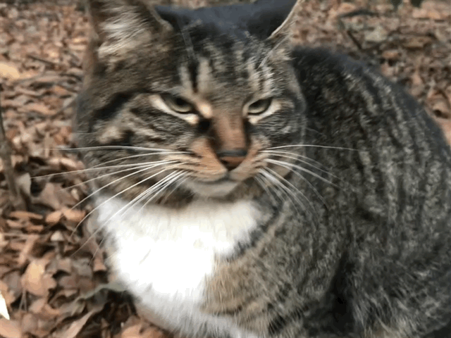 クリックすると大きくなります f:id:garadanikki:20180305005333g:plain