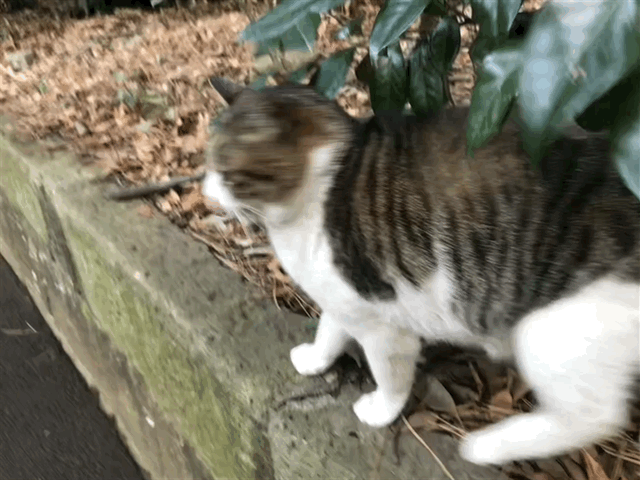 クリックすると大きくなります f:id:garadanikki:20180305005339g:plain