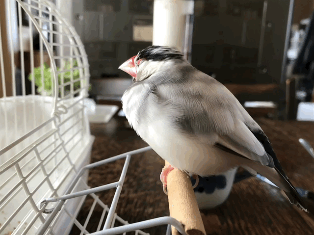 f:id:garadanikki:20180305005340g:plain