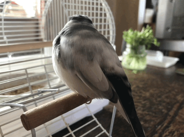 f:id:garadanikki:20180305005342g:plain