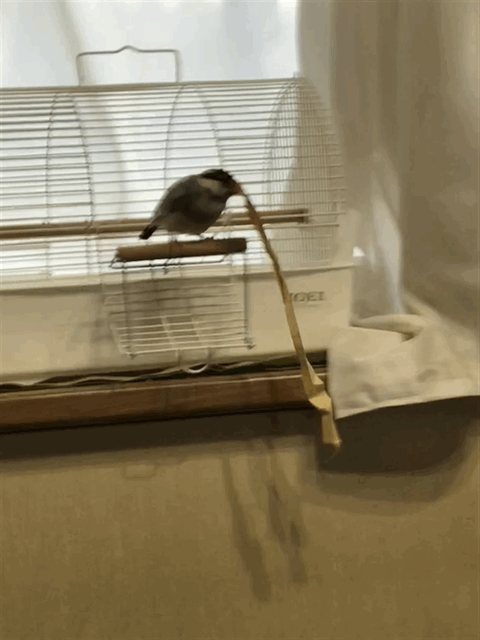 f:id:garadanikki:20180305030900g:plain