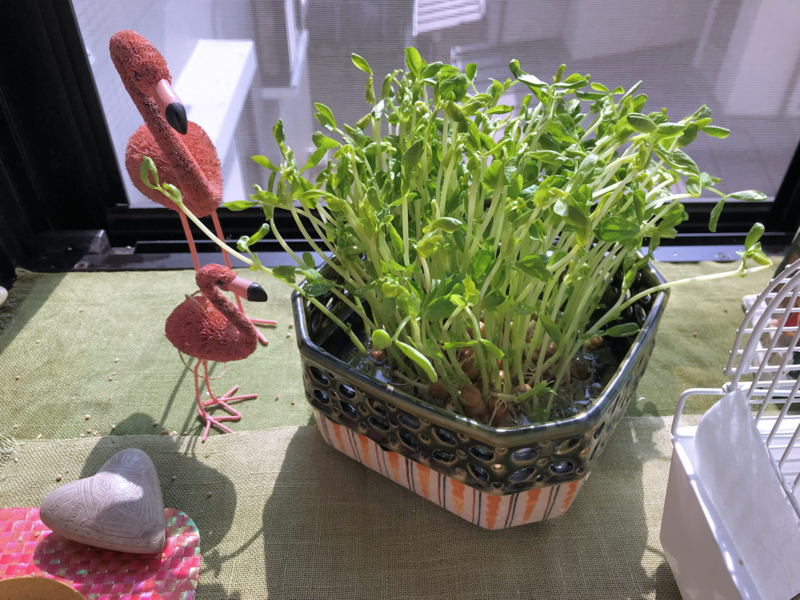 f:id:garadanikki:20180312194555j:plain