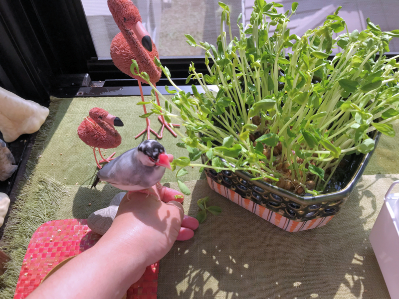 f:id:garadanikki:20180312194556j:plain