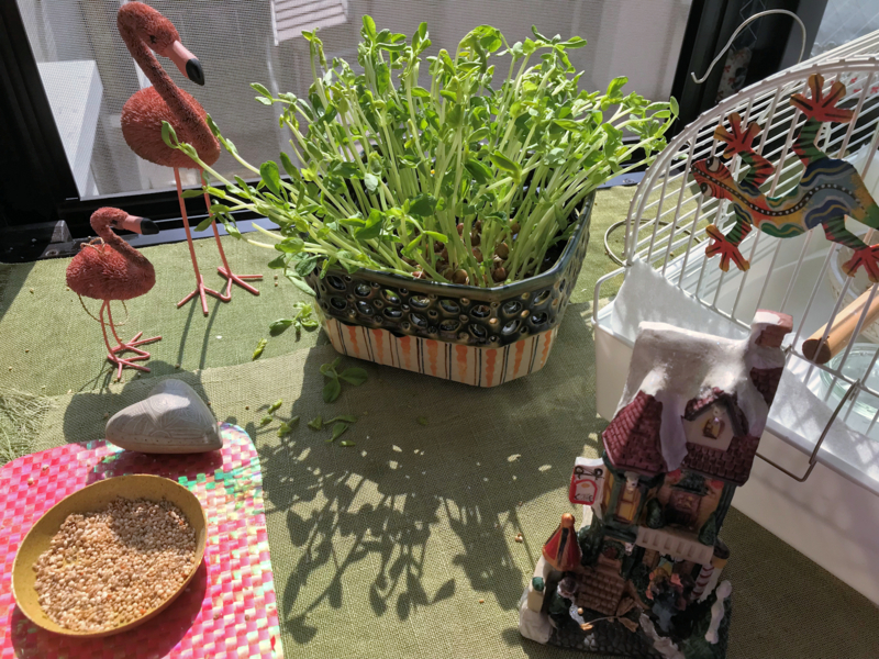 f:id:garadanikki:20180312194558j:plain