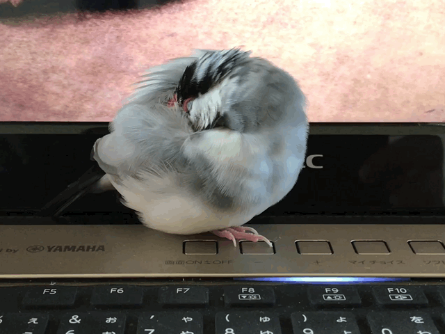 f:id:garadanikki:20180324161031g:plain