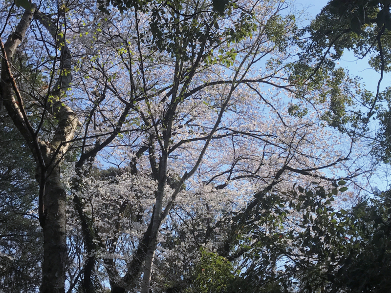 f:id:garadanikki:20180404164932j:plain