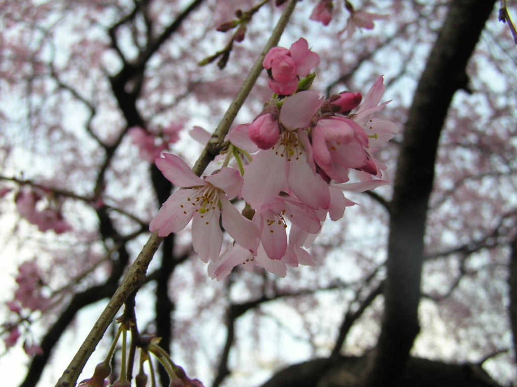 f:id:garadanikki:20180404174350j:plain
