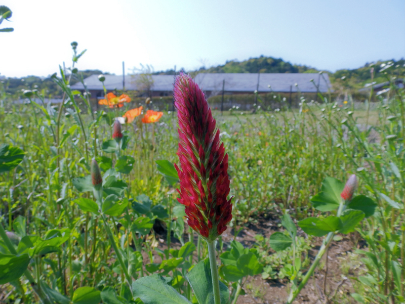 f:id:garadanikki:20180520112839j:plain