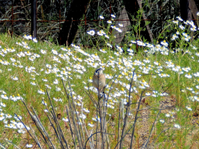 f:id:garadanikki:20180520112840j:plain