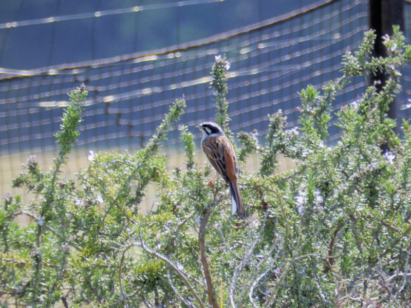 f:id:garadanikki:20180520112841j:plain