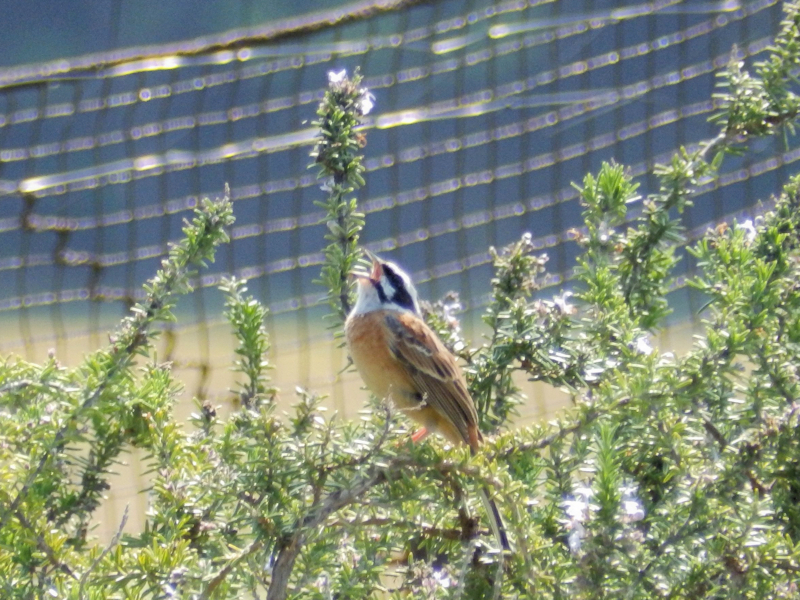 f:id:garadanikki:20180520112842j:plain