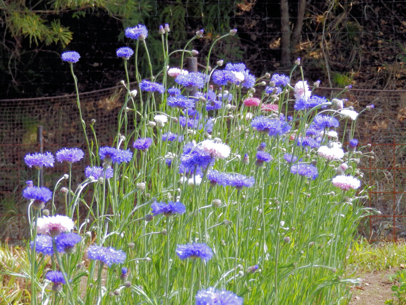 f:id:garadanikki:20180520112843j:plain