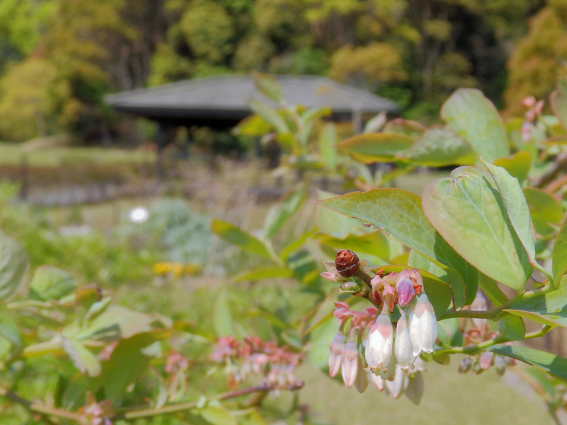 f:id:garadanikki:20180520112845j:plain