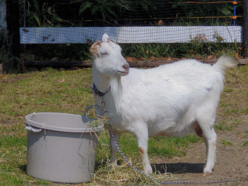 f:id:garadanikki:20180520112847j:plain