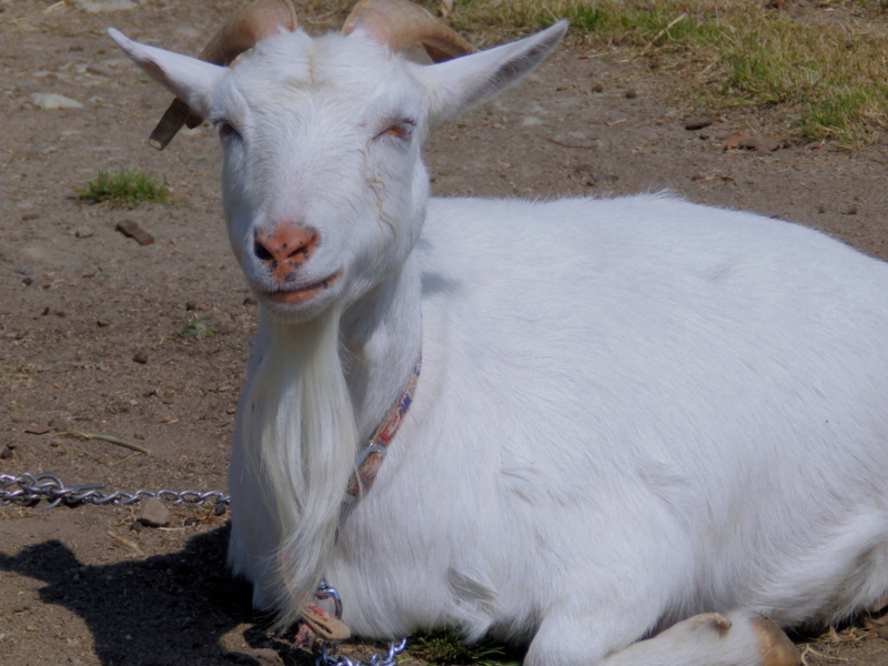 f:id:garadanikki:20180520112848j:plain