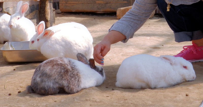 f:id:garadanikki:20180520112850j:plain