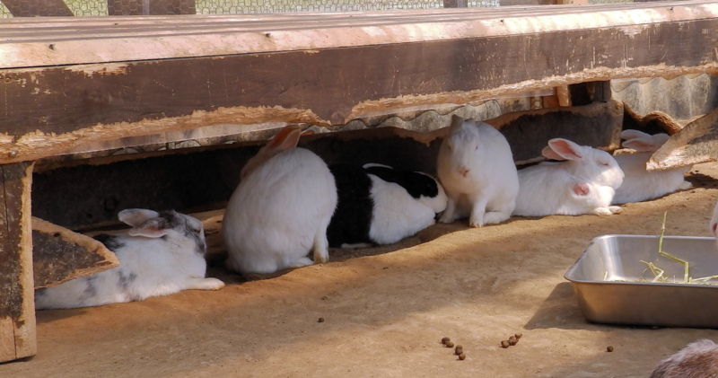 f:id:garadanikki:20180520112852j:plain