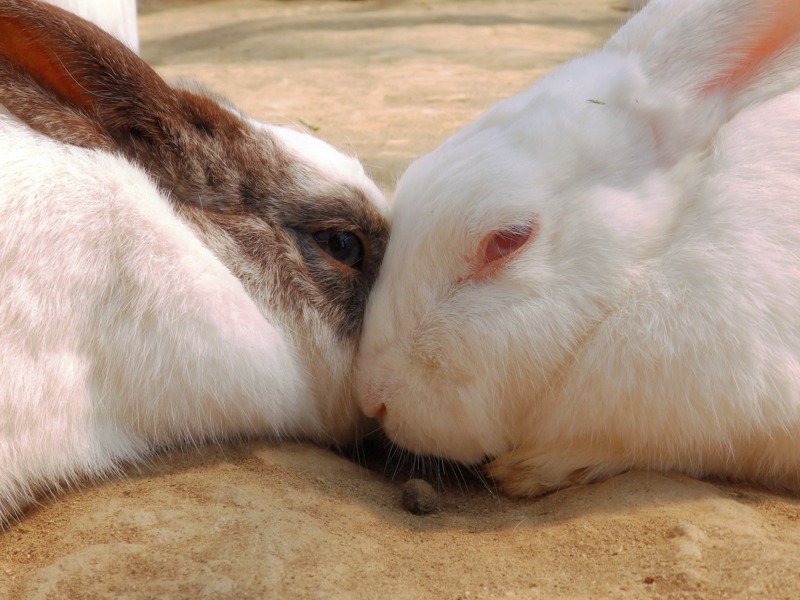 f:id:garadanikki:20180520112853j:plain