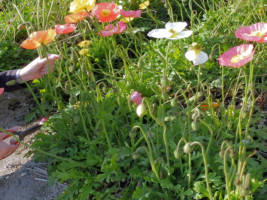 f:id:garadanikki:20180526172030j:plain