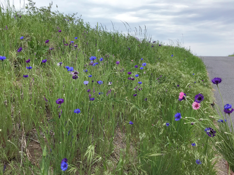 f:id:garadanikki:20180606175903j:plain