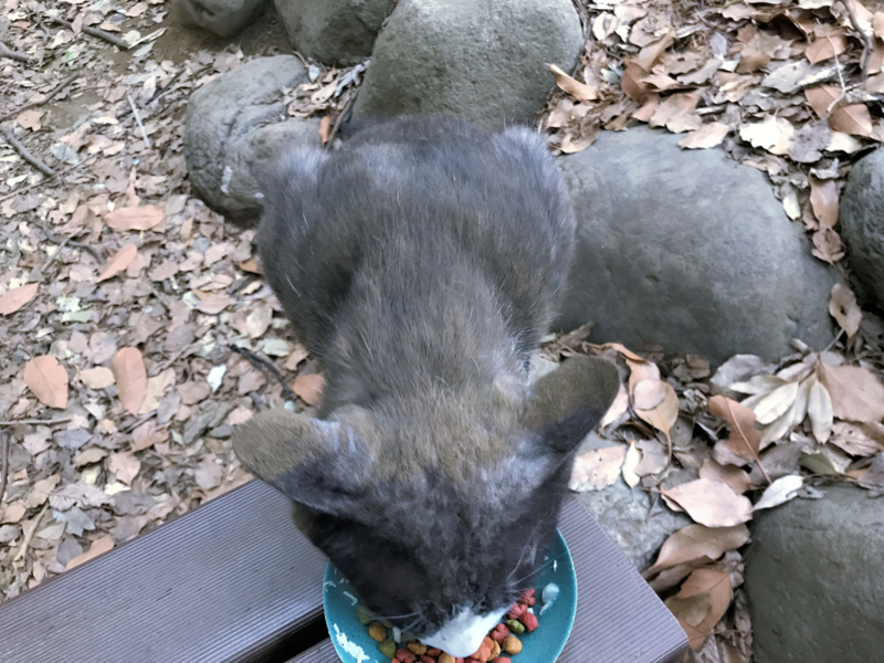 f:id:garadanikki:20180630134201j:plain