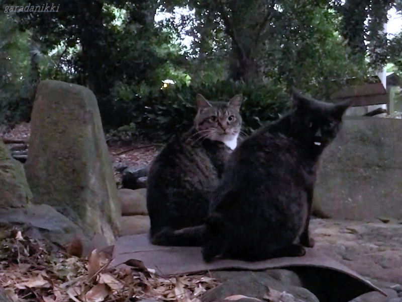 f:id:garadanikki:20180708111632j:plain