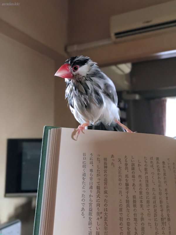 f:id:garadanikki:20180714144339j:plain