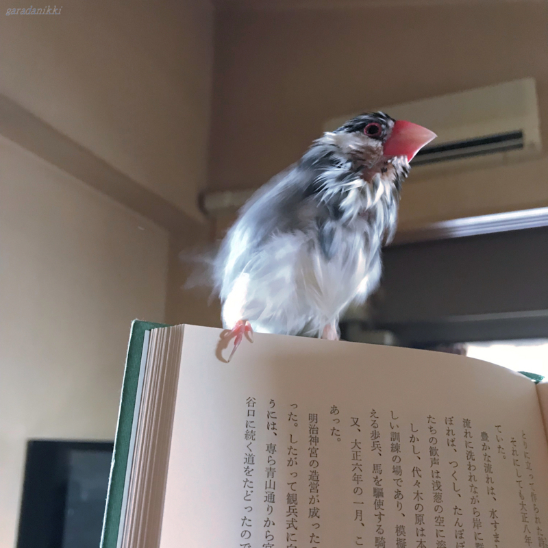 f:id:garadanikki:20180714144340j:plain