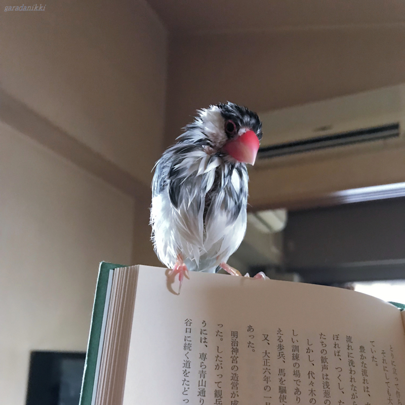 f:id:garadanikki:20180714144341j:plain