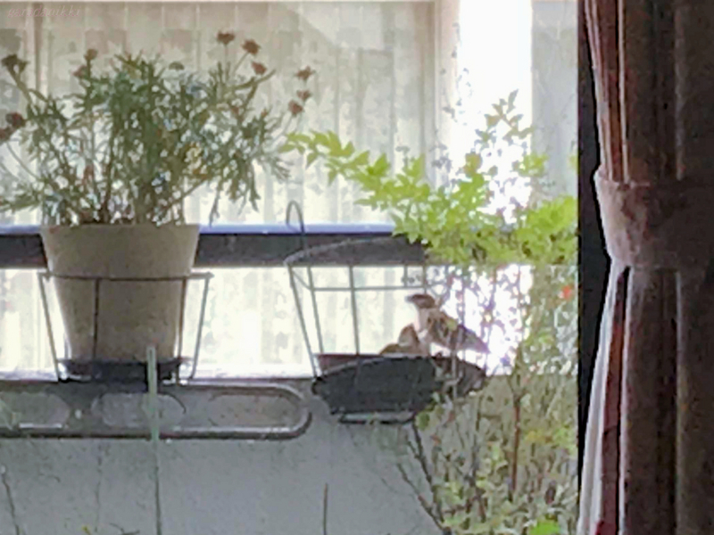 クリックすると大きくなります f:id:garadanikki:20180717145816j:plain