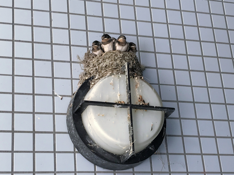 f:id:garadanikki:20180731002800j:plain