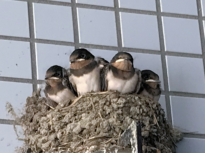 f:id:garadanikki:20180731002801j:plain