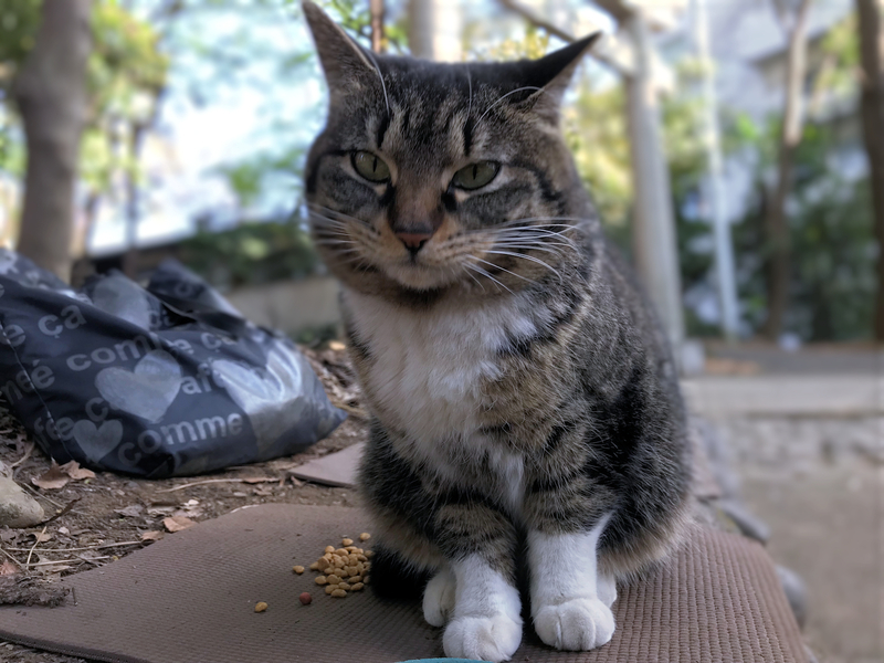 f:id:garadanikki:20180906115041j:plain