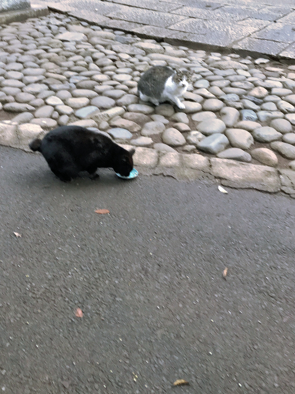 f:id:garadanikki:20180906223601j:plain