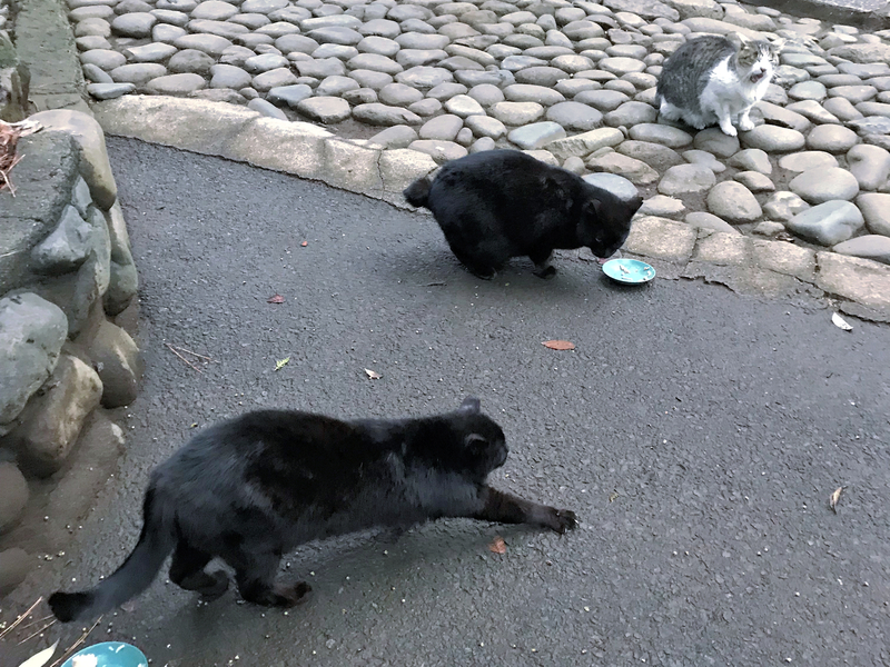 f:id:garadanikki:20180906223602j:plain