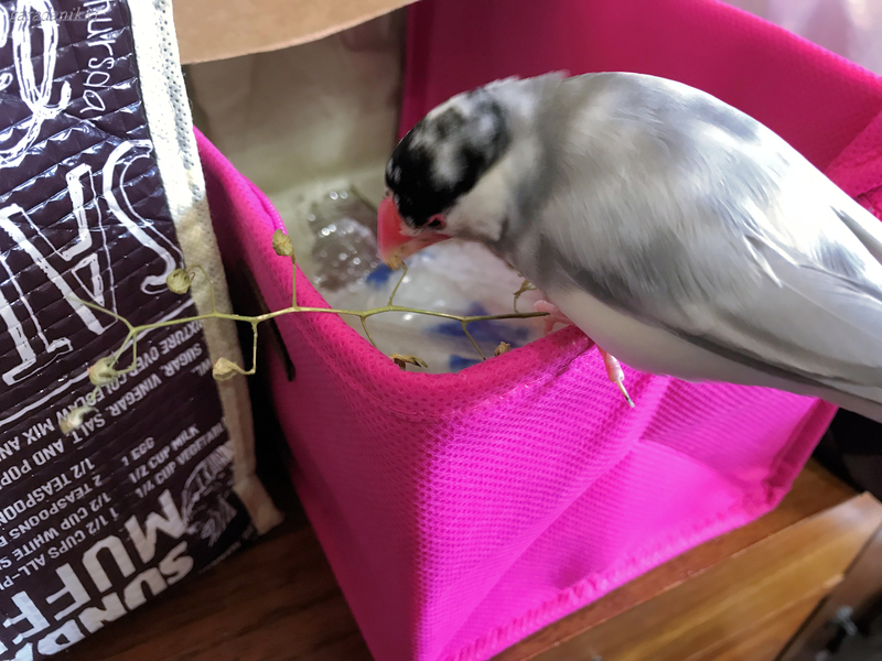 f:id:garadanikki:20180906224504j:plain