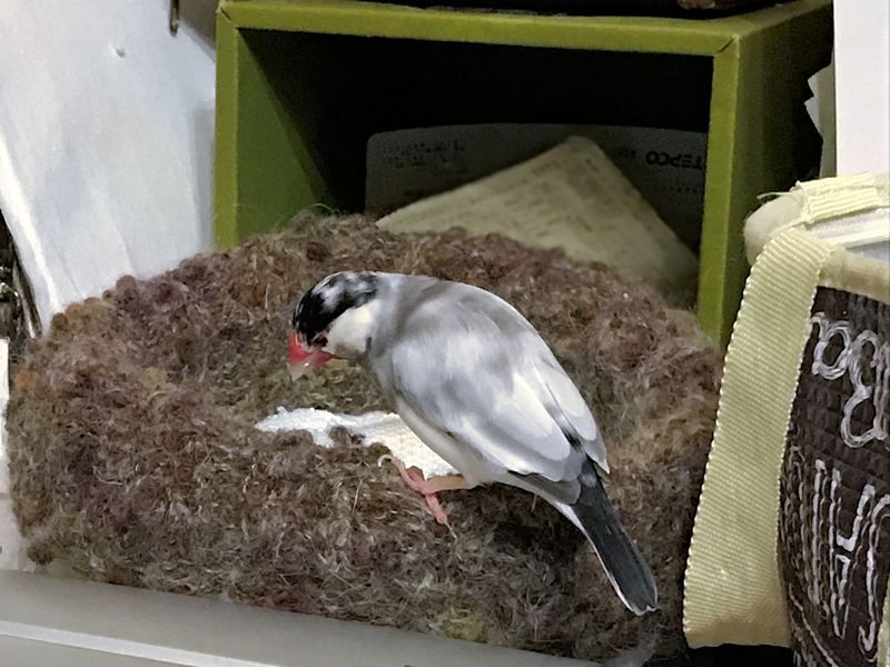 クリックすると大きくなります f:id:garadanikki:20180908124858j:plain