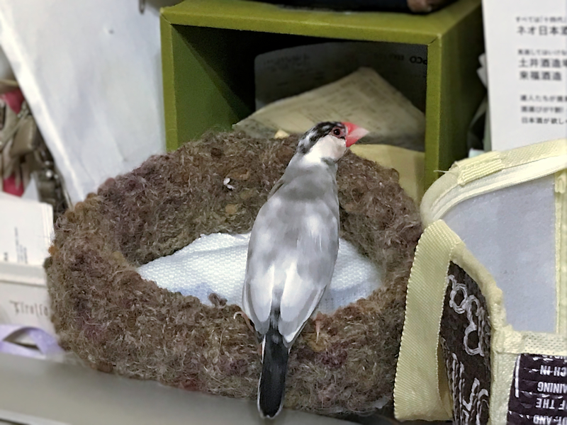 クリックすると大きくなります f:id:garadanikki:20180908124859j:plain