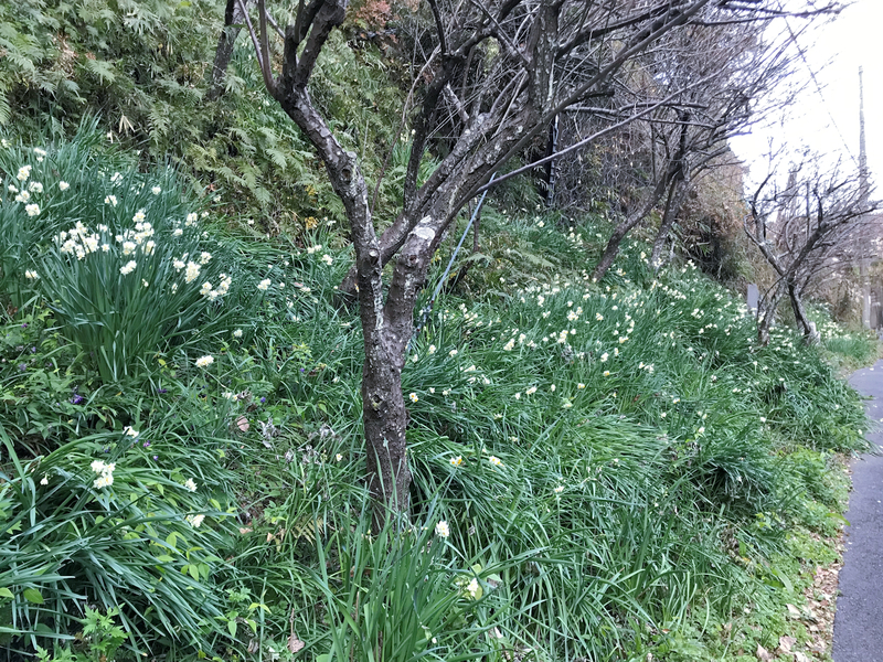 f:id:garadanikki:20190206020150j:plain