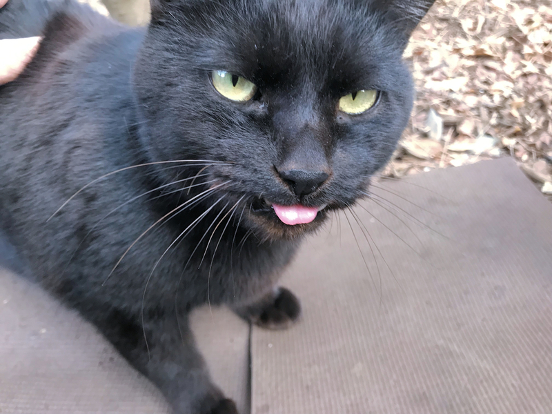 クリックすると大きくなります f:id:garadanikki:20190321120010j:plain