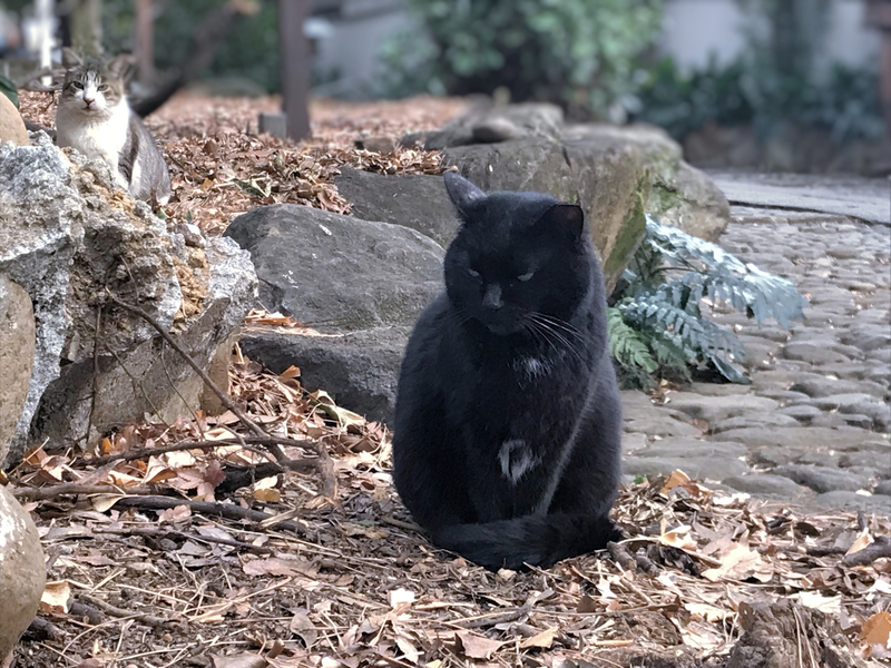 クリックすると大きくなります f:id:garadanikki:20190321120013j:plain